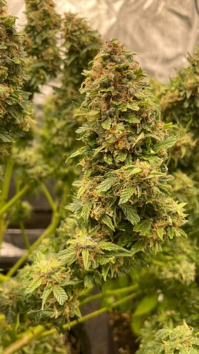 Growreport Bild 2