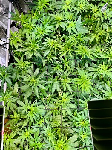 Growreport Bild 2