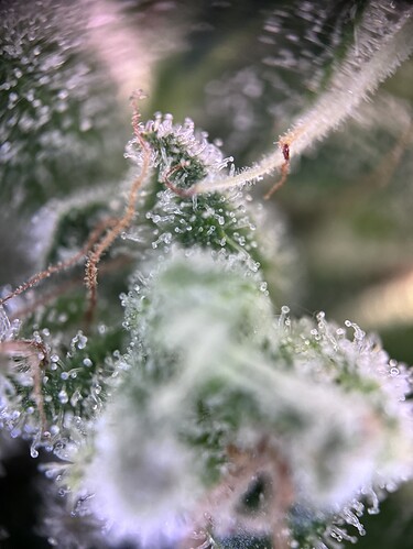 Growreport Bild 39