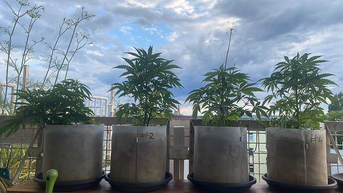 Growreport Bild 26