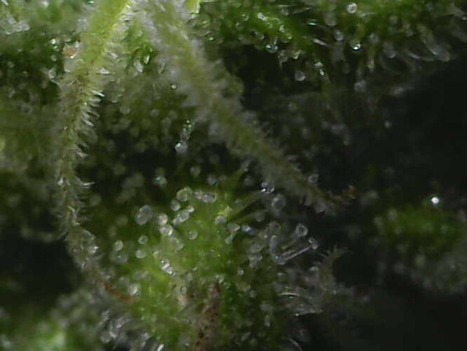 Growreport Bild 44