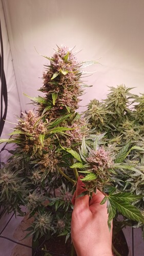 Growreport Bild 23
