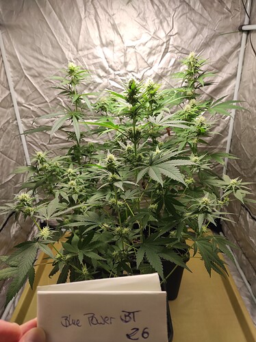 Growreport Bild 9