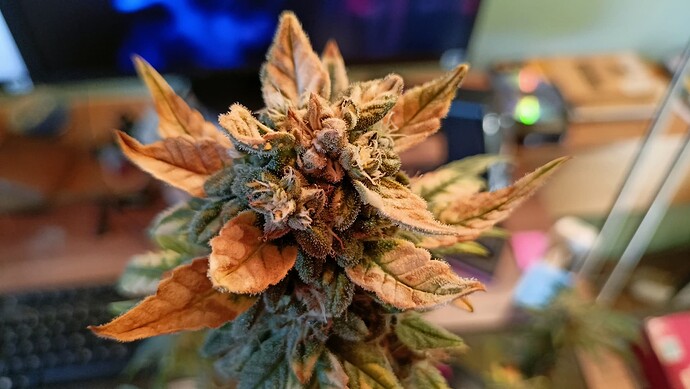 Growreport Bild 1