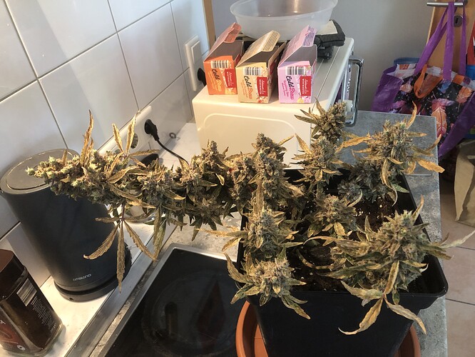 Growreport Bild 5