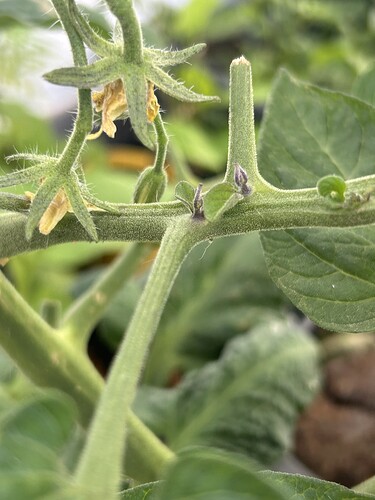 Growreport Bild 13
