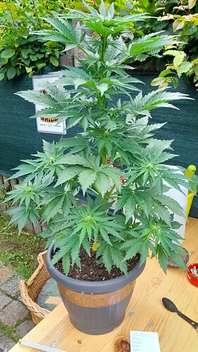 Growreport Bild 6