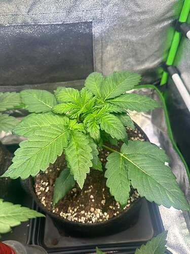 Growreport Bild 17