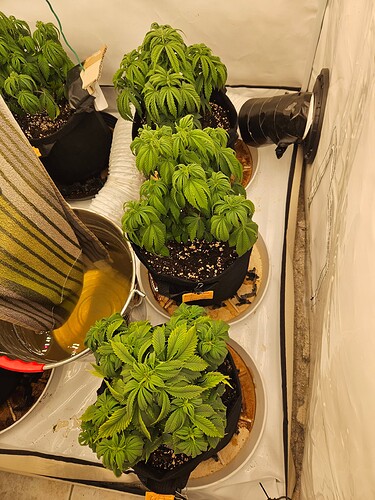 Growreport Bild 1