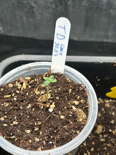 Growreport Bild 103