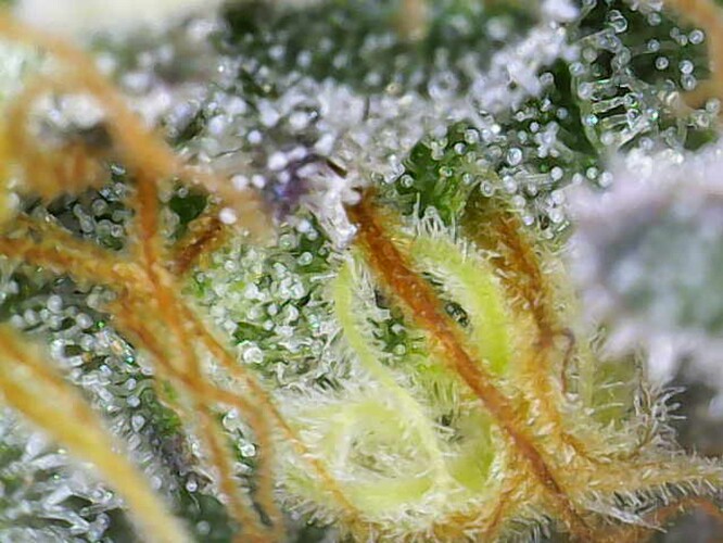 Growreport Bild 10