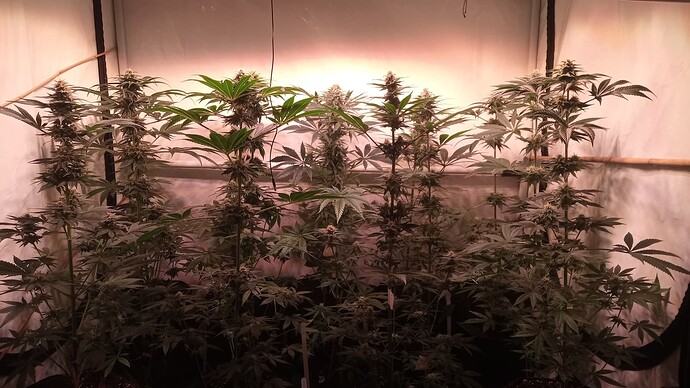 Growreport Bild 12