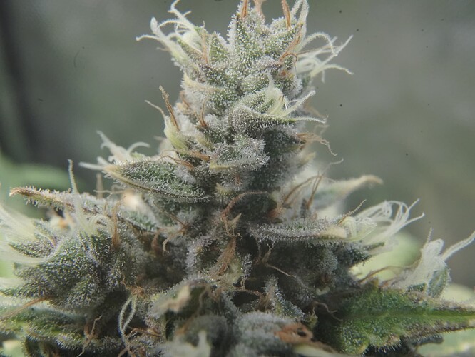Trichomes4