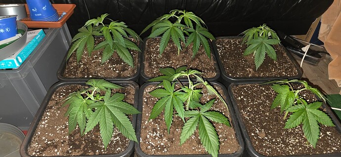 Growreport Bild 3