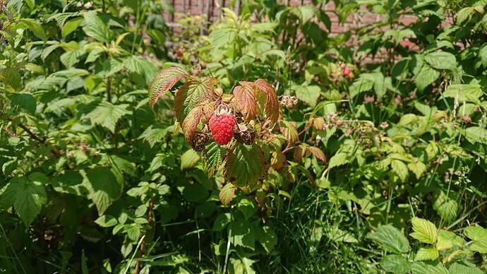 Growreport Bild 32