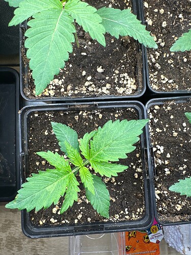 Growreport Bild 12