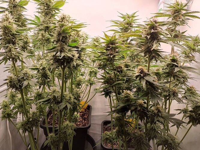 Growreport Bild 33