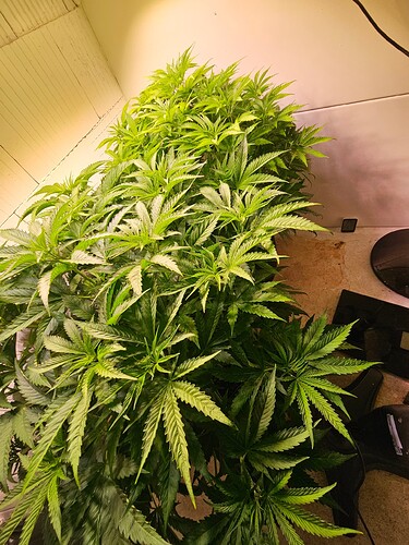Growreport Bild 5