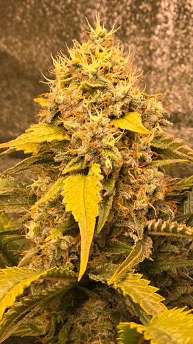 Growreport Bild 12