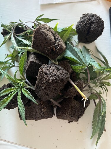 Growreport Bild 14