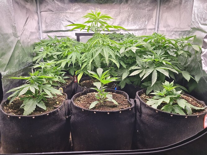 Mehrere junge Cannabispflanzen in Stofftöpfen wachsen in einer Growbox.