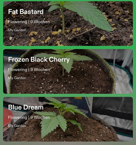 Growreport Bild 6