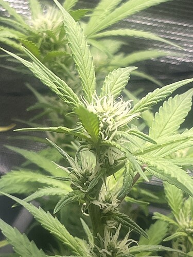Growreport Bild 4