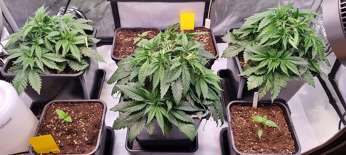 Growreport Bild 29