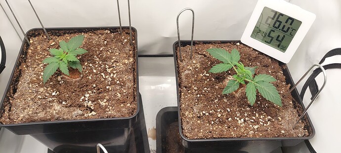 Growreport Bild 3