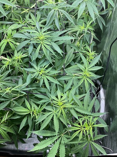 Growreport Bild 38