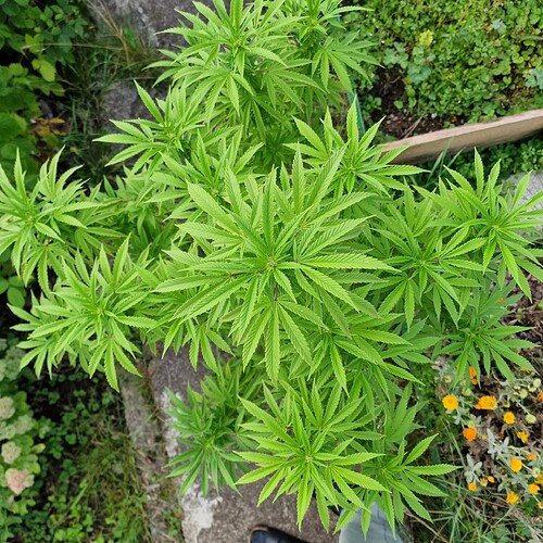 Growreport Bild 13