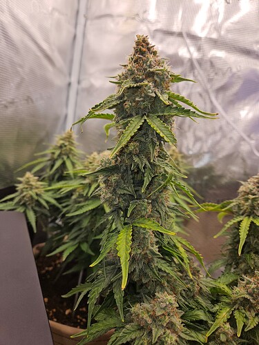 Growreport Bild 103