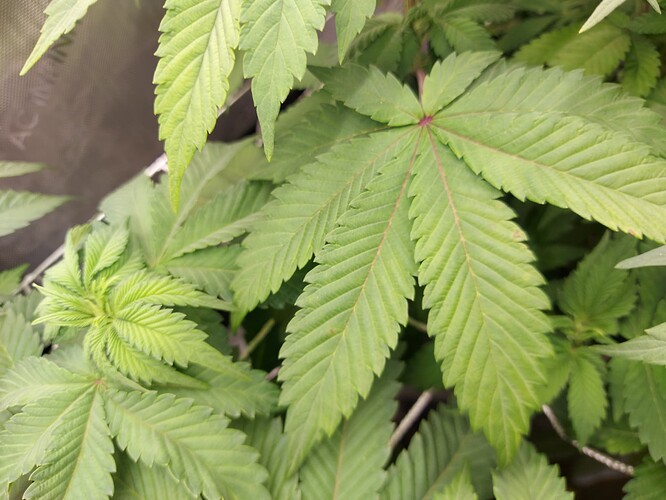 Growreport Bild 2