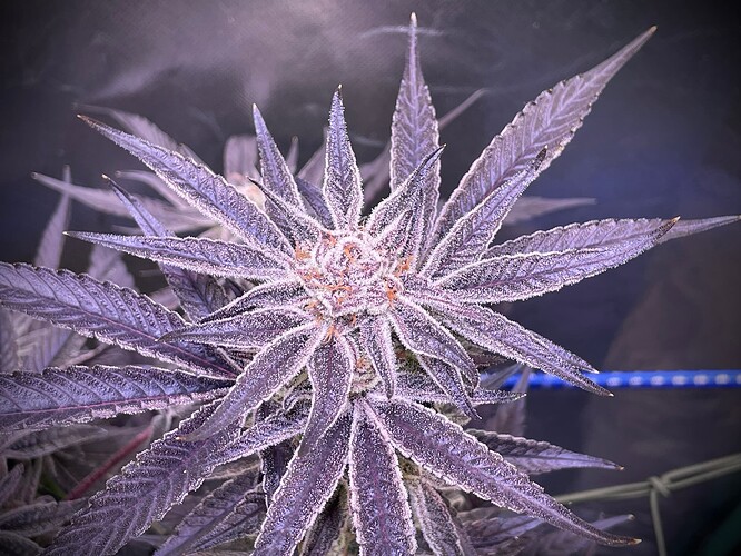 Growreport Bild 9