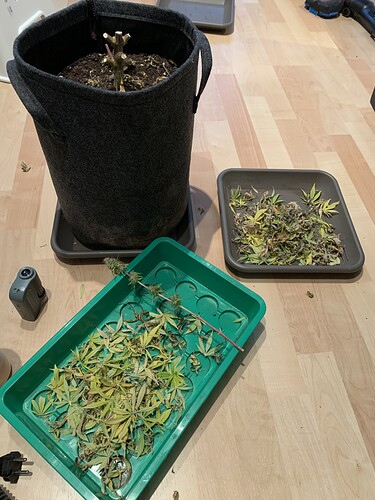 Growreport Bild 4