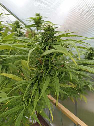 WhatsApp Bild 2024-10-17 um 17.25.06_53b95614