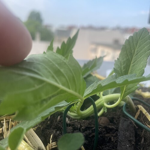 Growreport Bild 3