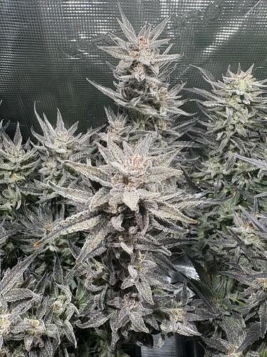 Growreport Bild 18