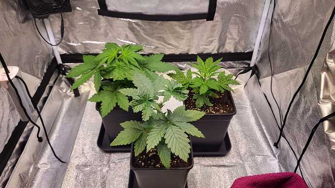 Growreport Bild 3