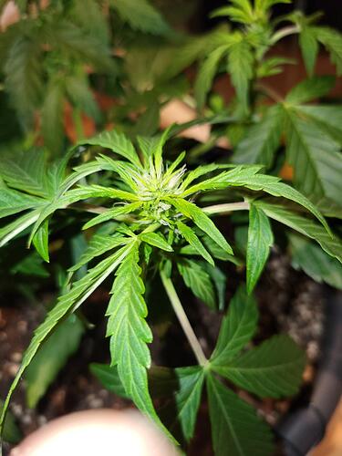 Growreport Bild 6
