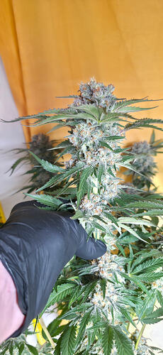 Growreport Bild 43