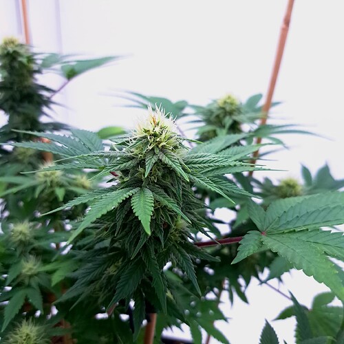 Growreport Bild 7