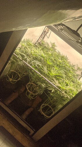 Growreport Bild 3
