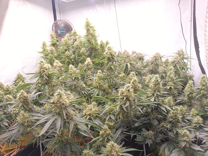 Growreport Bild 1