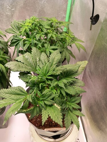 Growreport Bild 16