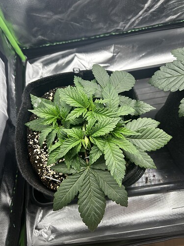 Growreport Bild 15