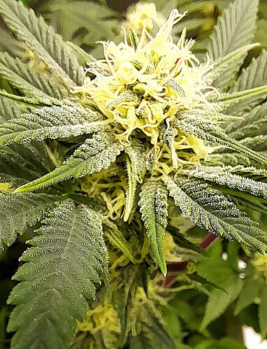 Growreport Bild 4