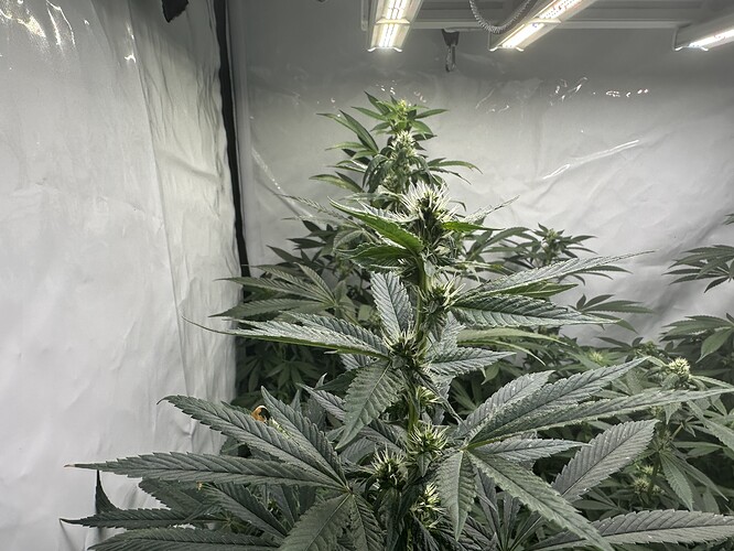 Growreport Bild 4