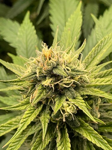 Growreport Bild 7