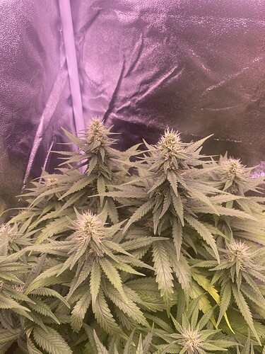 Growreport Bild 3